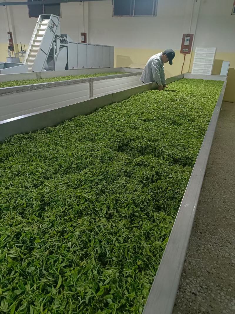 修水绿茶