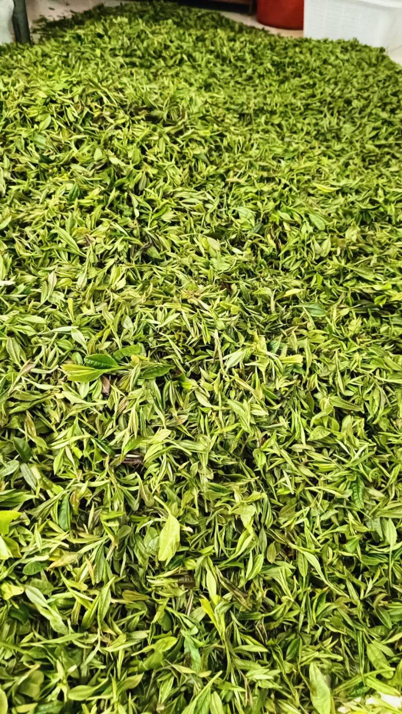 修水绿茶