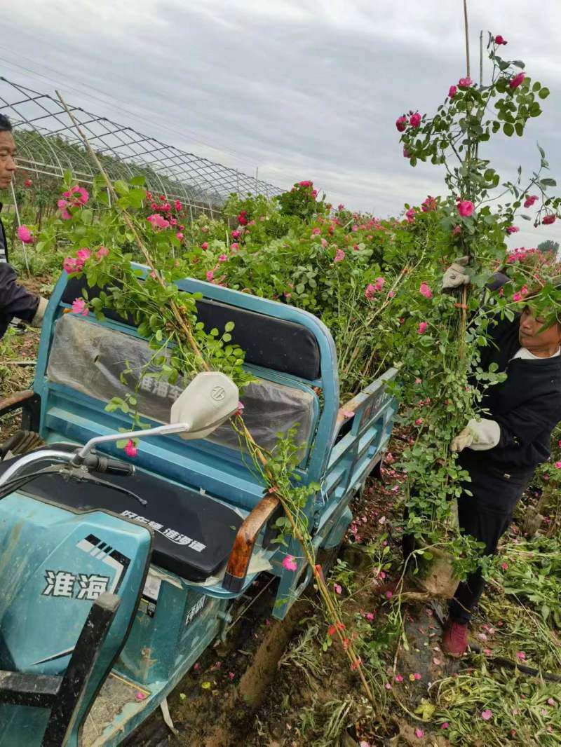 南阳月季种植直发藤本月季，爬藤月季，安吉拉，蔷薇大苗