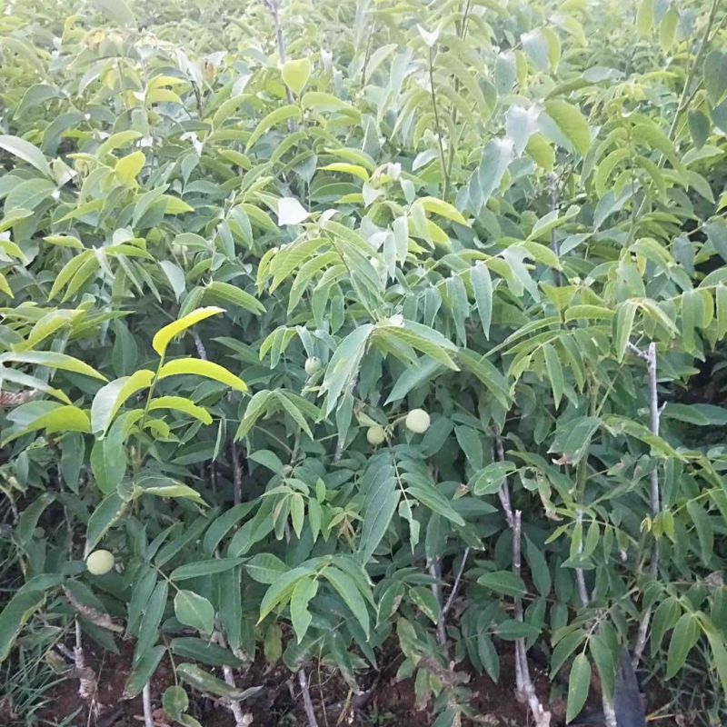核桃苗嫁接核桃苗袋苗