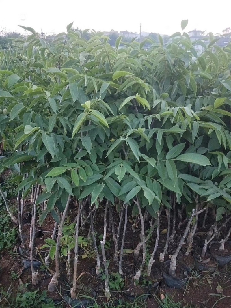 核桃苗嫁接核桃苗袋苗