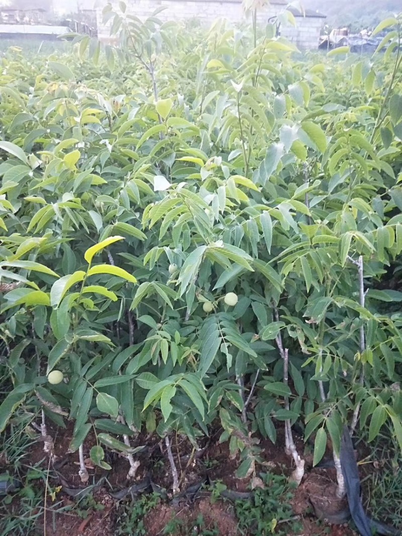 核桃苗嫁接核桃苗袋苗