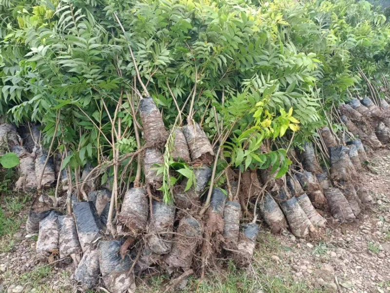 核桃苗嫁接核桃苗袋苗