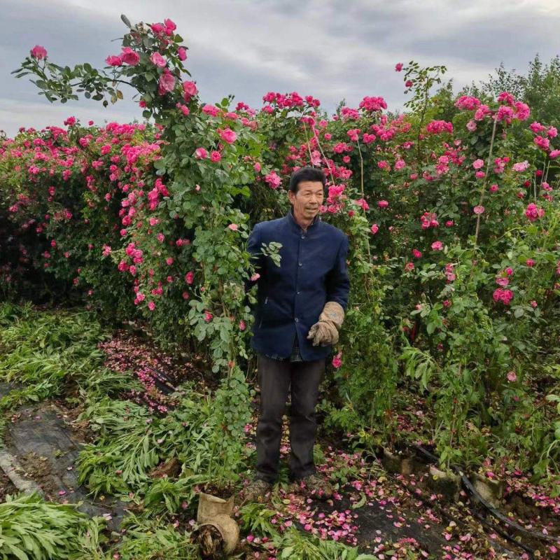 南阳月季种植直发藤本月季，爬藤月季，安吉拉，蔷薇大苗