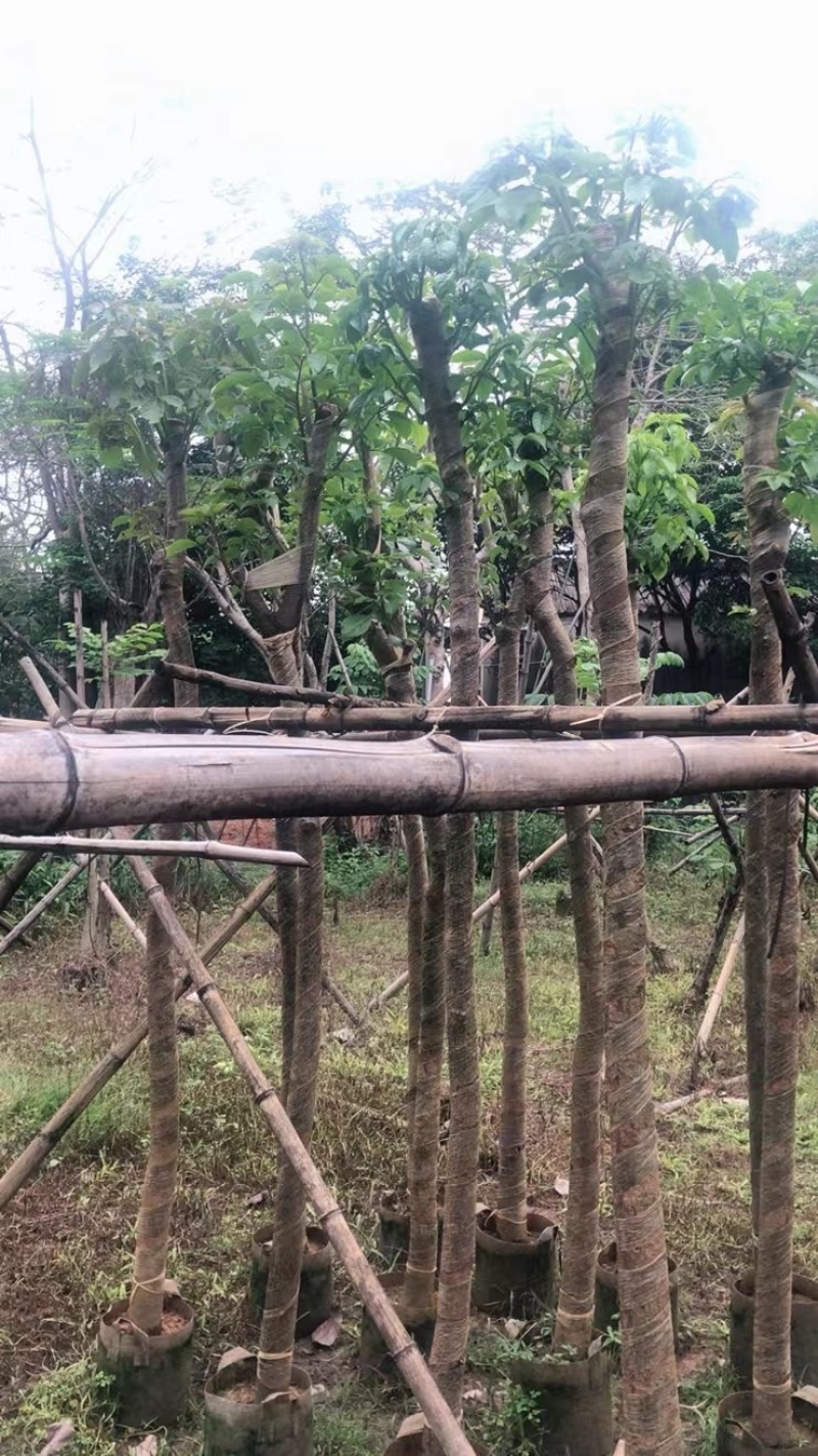 秋枫树3～6公分