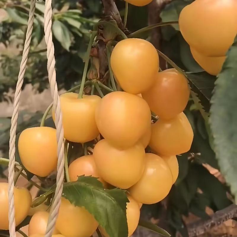黄蜜大樱桃树苗车厘子树苗基地现起现发货新品种大樱桃