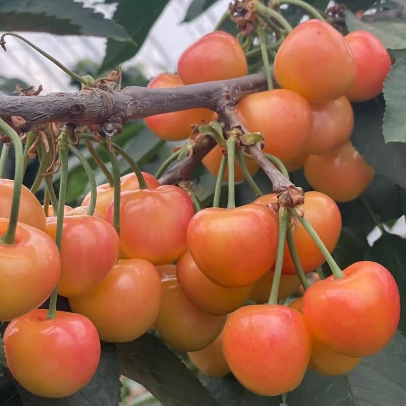 黄蜜大樱桃树苗车厘子树苗基地现起现发货新品种大樱桃