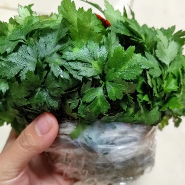 基地直销新鲜四川黄连川连鸡爪连植物现挖现发观叶花灌木绿化