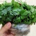 基地直销新鲜四川黄连川连鸡爪连植物现挖现发观叶花灌木绿化