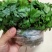 基地直销新鲜四川黄连川连鸡爪连植物现挖现发观叶花灌木绿化