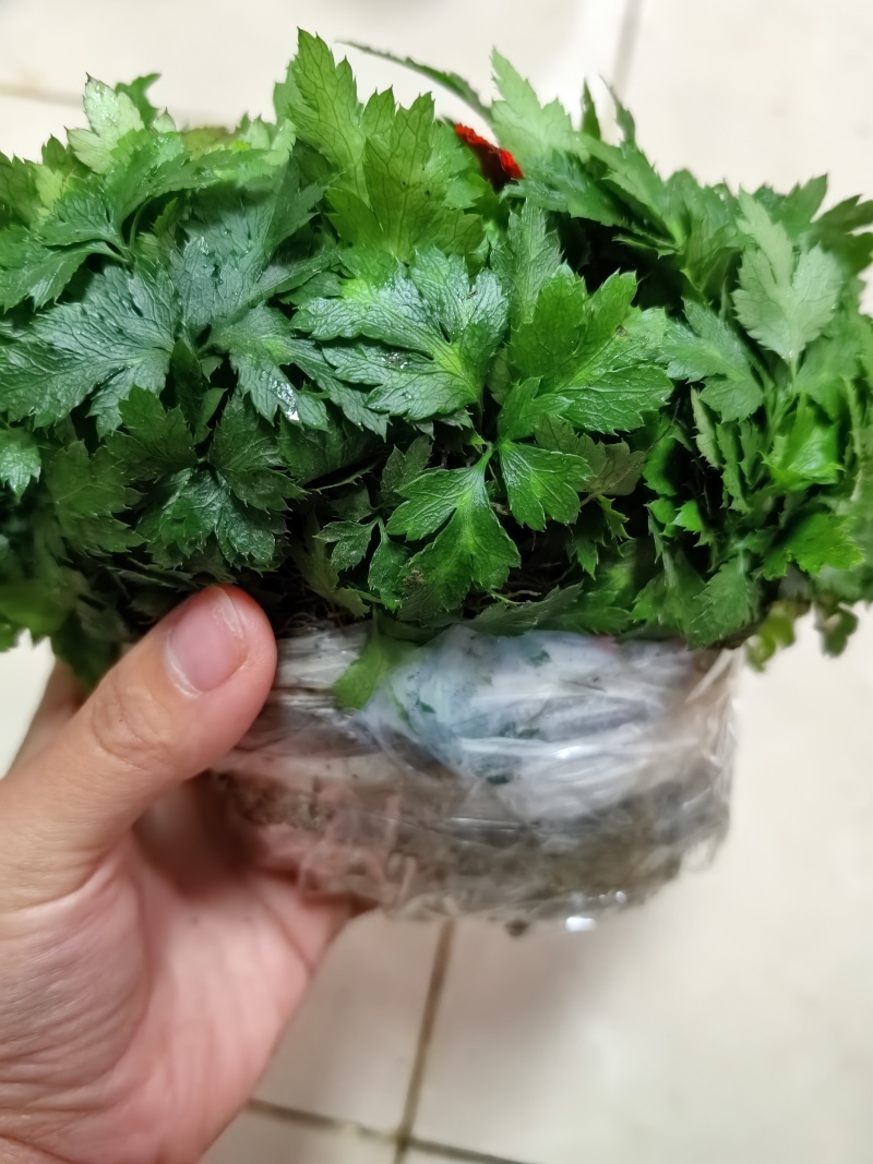 基地直销新鲜四川黄连川连鸡爪连植物现挖现发观叶花灌木绿化