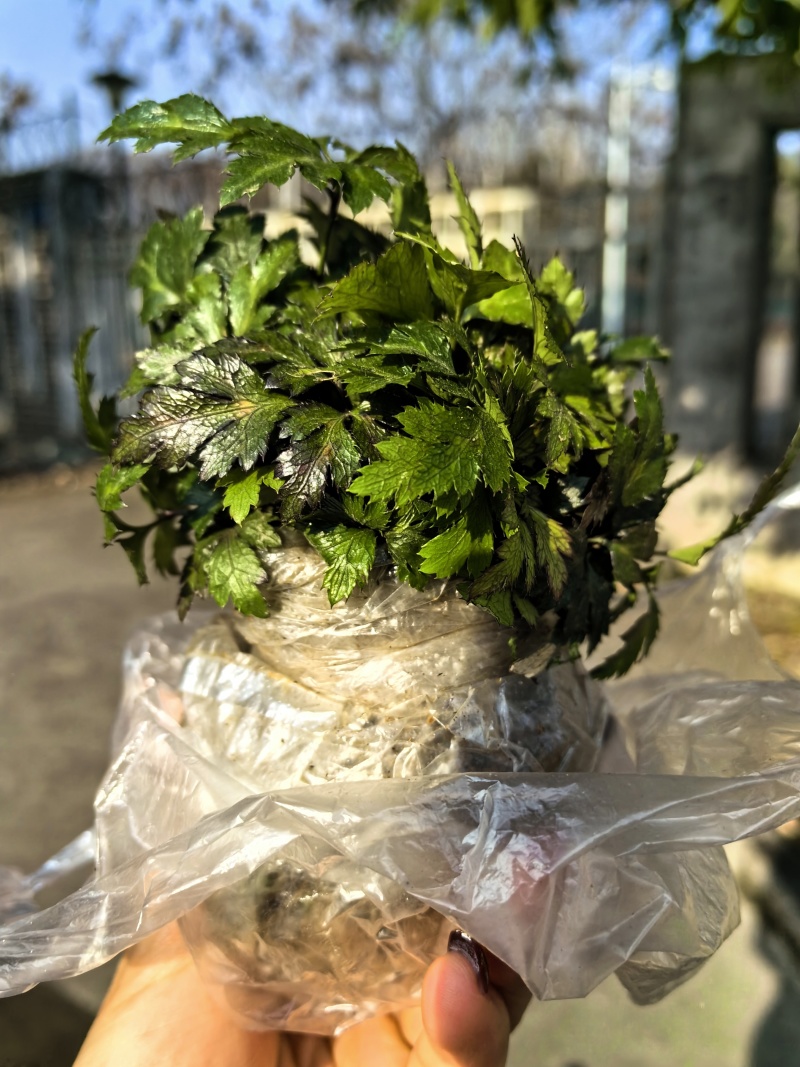基地直销新鲜四川黄连川连鸡爪连植物现挖现发观叶花灌木绿化