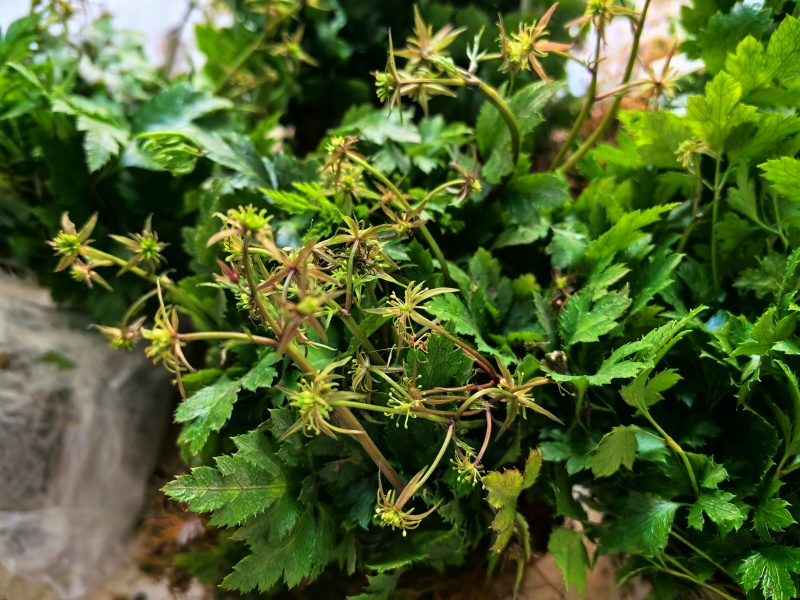 基地直销新鲜四川黄连川连鸡爪连植物现挖现发观叶花灌木绿化