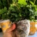 基地直销新鲜四川黄连川连鸡爪连植物现挖现发观叶花灌木绿化