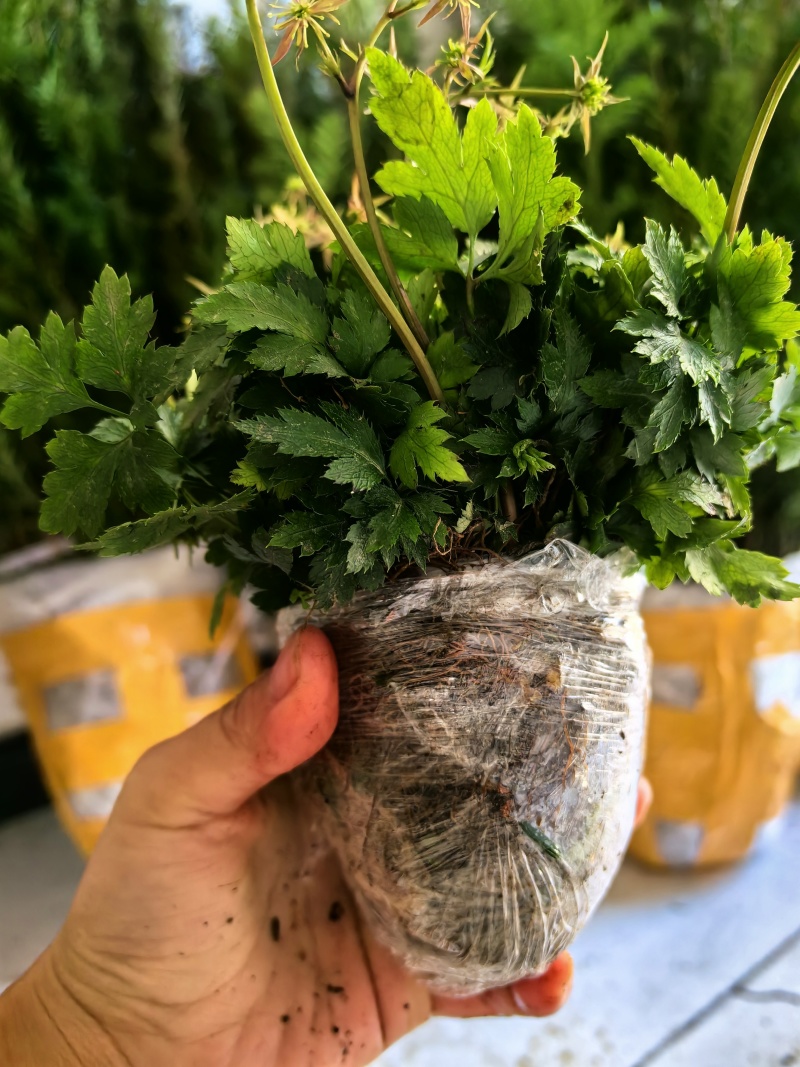 基地直销新鲜四川黄连川连鸡爪连植物现挖现发观叶花灌木绿化