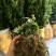 基地直销新鲜四川黄连川连鸡爪连植物现挖现发观叶花灌木绿化