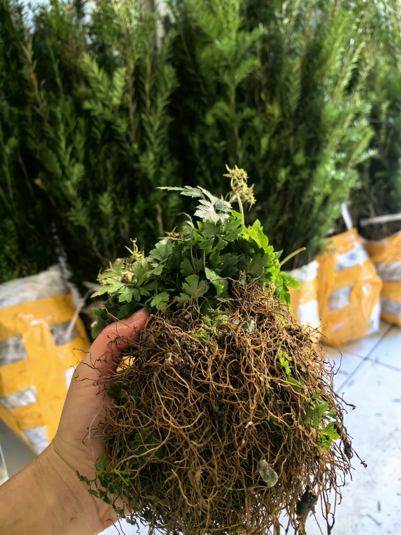 基地直销新鲜四川黄连川连鸡爪连植物现挖现发观叶花灌木绿化