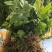 基地直销新鲜四川黄连川连鸡爪连植物现挖现发观叶花灌木绿化