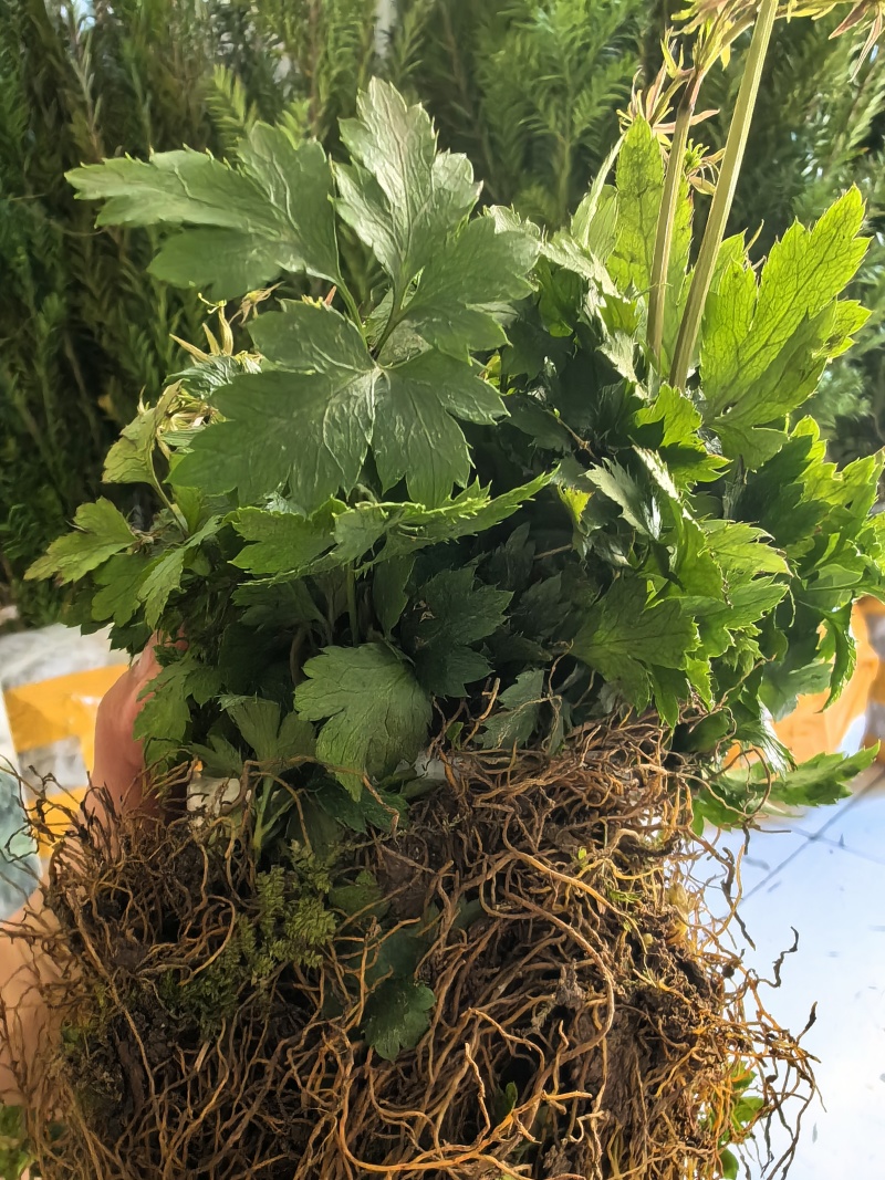基地直销新鲜四川黄连川连鸡爪连植物现挖现发观叶花灌木绿化
