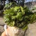 基地直销新鲜四川黄连川连鸡爪连植物现挖现发观叶花灌木绿化