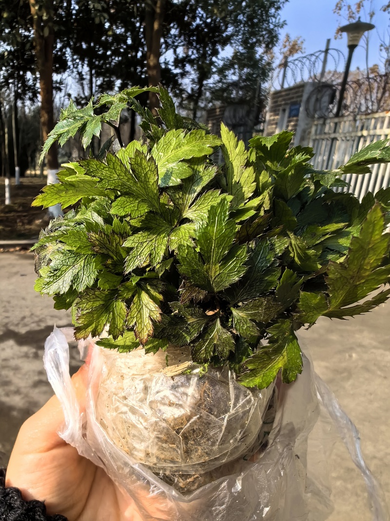 基地直销新鲜四川黄连川连鸡爪连植物现挖现发观叶花灌木绿化