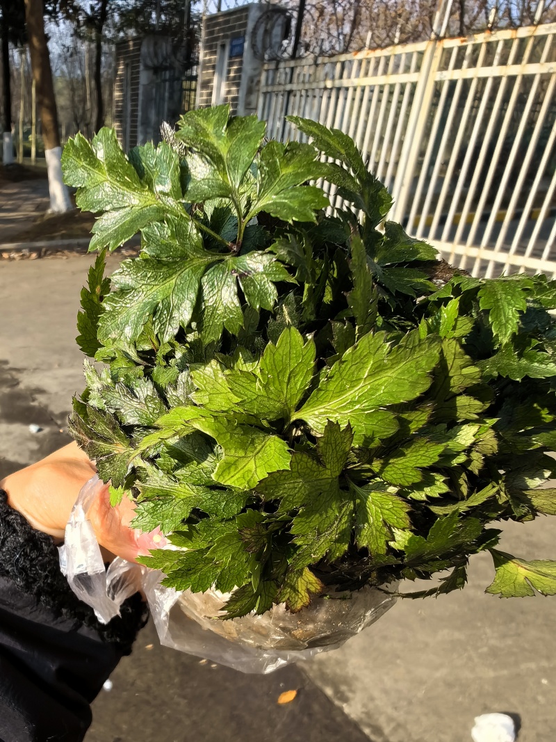 基地直销新鲜四川黄连川连鸡爪连植物现挖现发观叶花灌木绿化