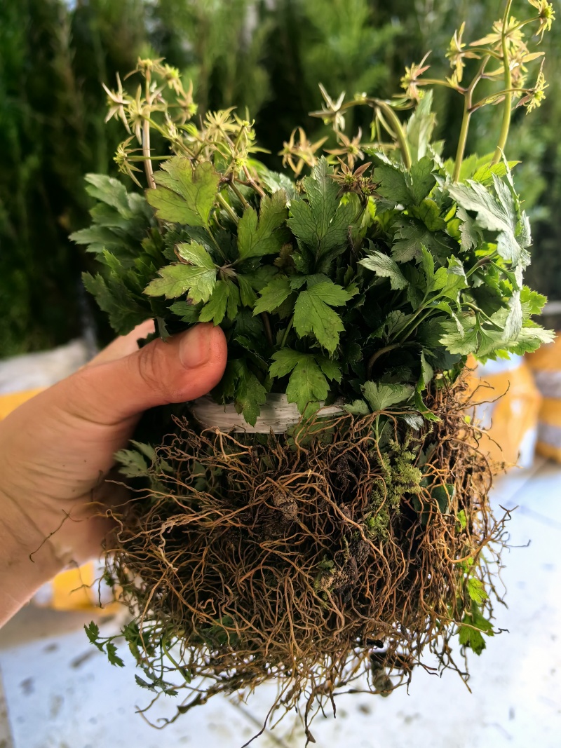 基地直销新鲜四川黄连川连鸡爪连植物现挖现发观叶花灌木绿化