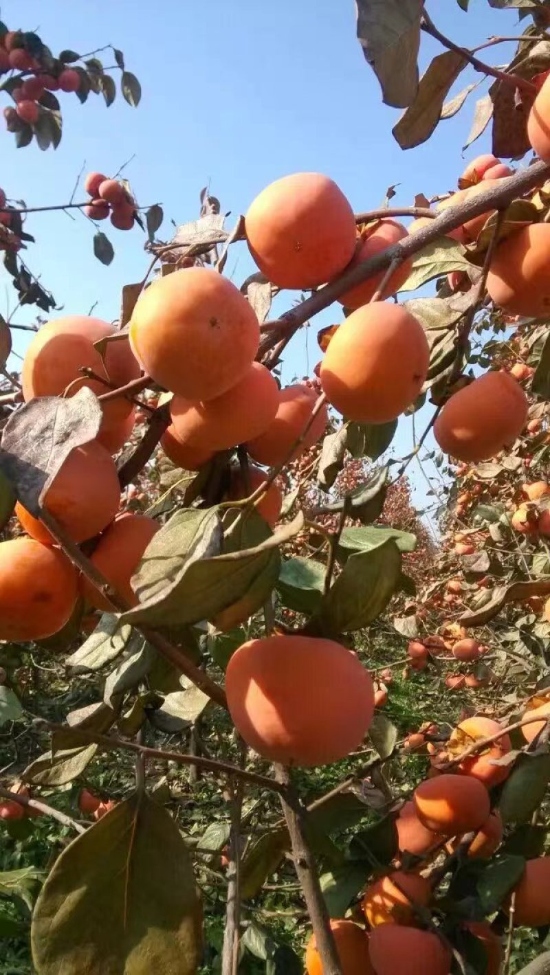 先商量细节再付款！阳丰柿子50亩包甜10月份采摘开始预订