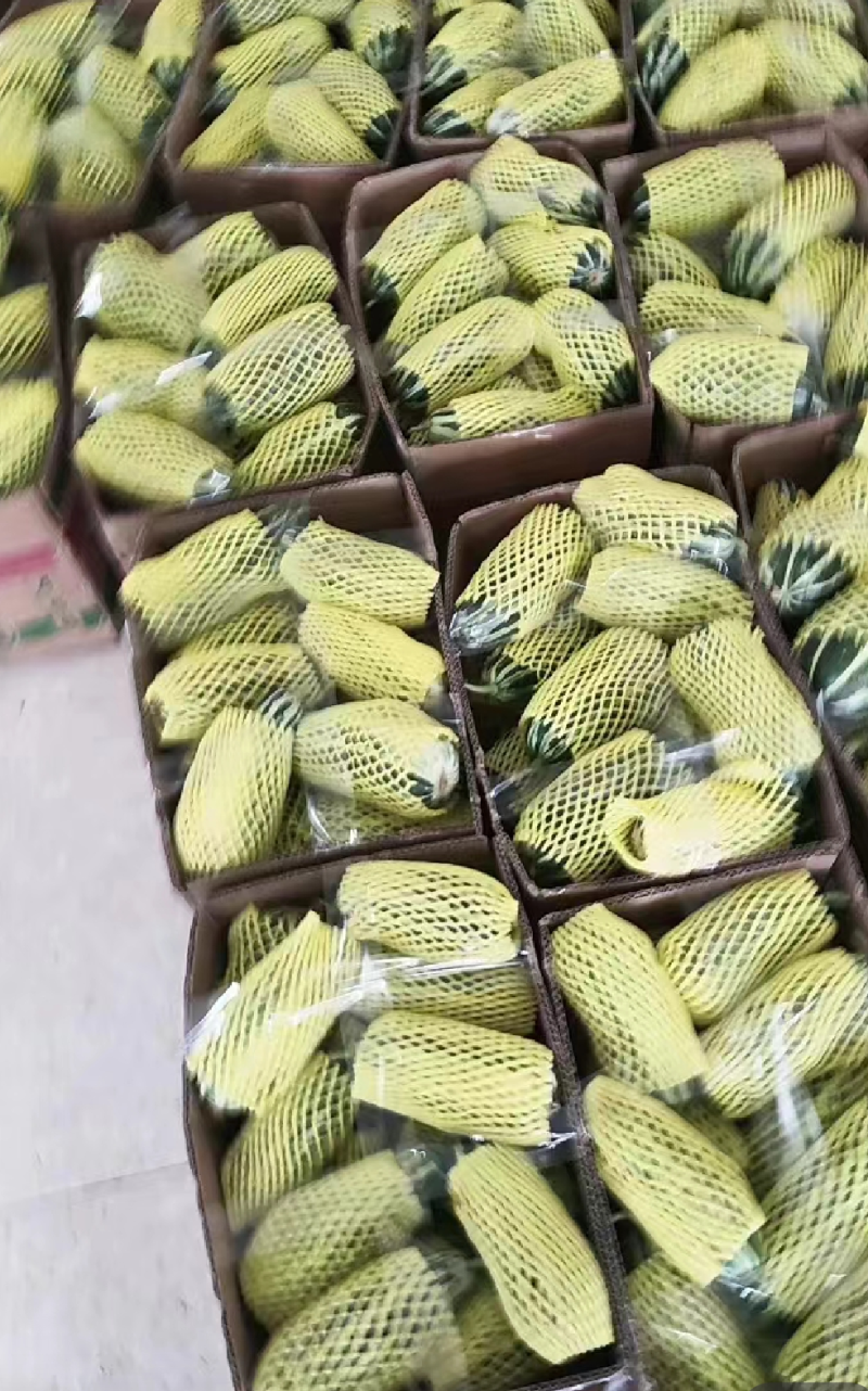 【优选】陕西博洋9号甜瓜大量上市，万亩产地直供，质量保证