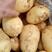 加工厂专用土豆:麦肯、大西洋、布尔班克、白心226土豆