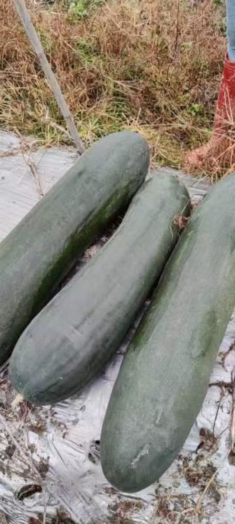 热销河北邯郸黑冬瓜苗广东黑皮冬瓜铁心杂交冬瓜苗蔬菜苗