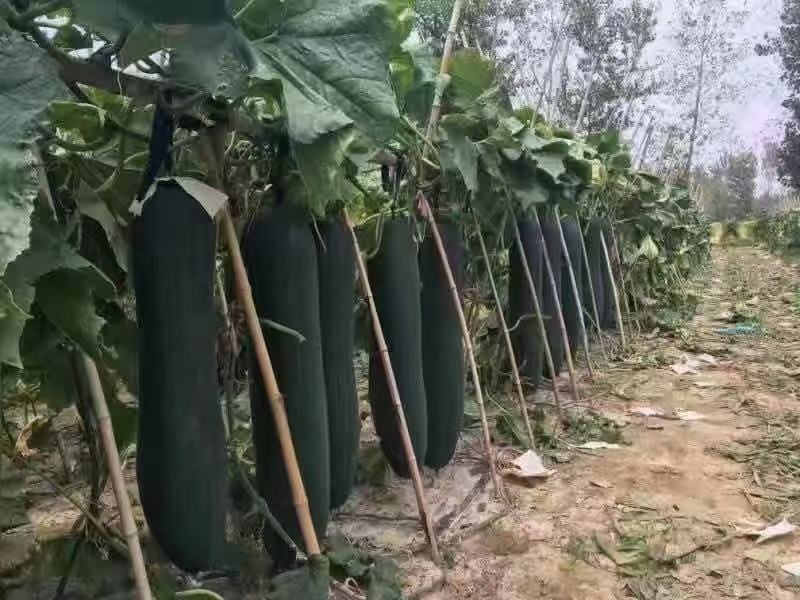 热销河北邯郸黑冬瓜苗广东黑皮冬瓜铁心杂交冬瓜苗蔬菜苗