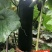 热销河北邯郸黑冬瓜苗广东黑皮冬瓜铁心杂交冬瓜苗蔬菜苗