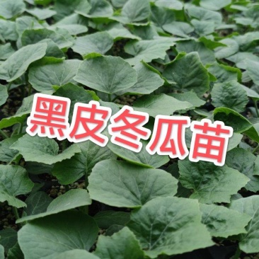 热销河北邯郸黑冬瓜苗广东黑皮冬瓜铁心杂交冬瓜苗蔬菜苗