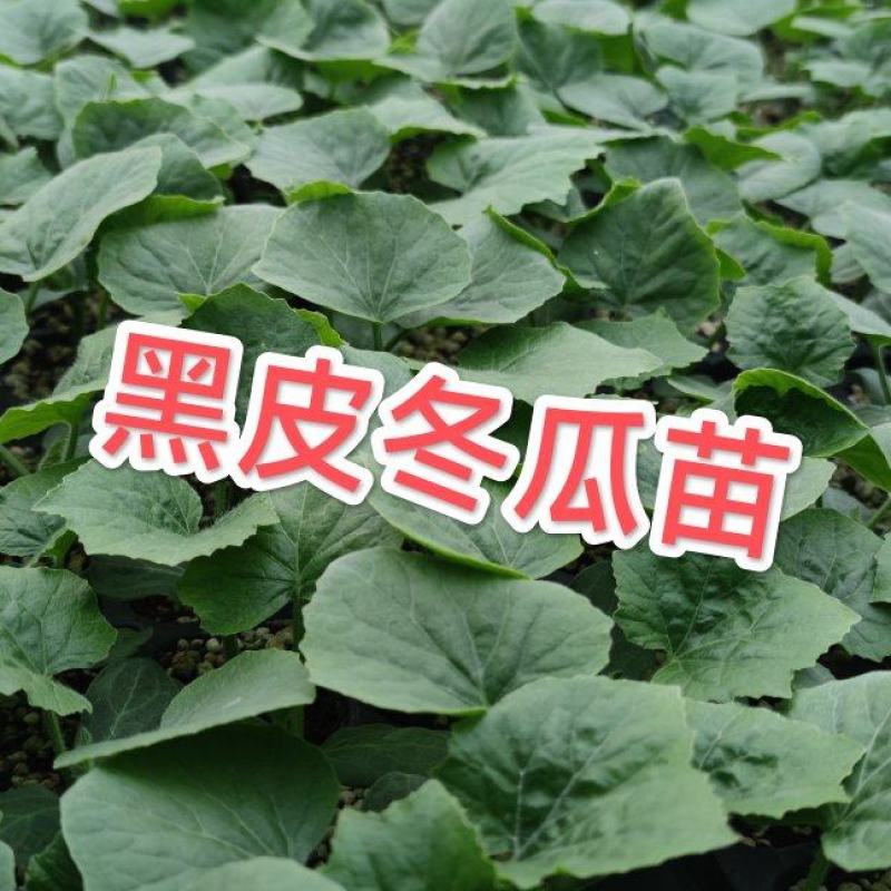 热销河北邯郸黑冬瓜苗广东黑皮冬瓜铁心杂交冬瓜苗蔬菜苗