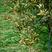 脆蜜金桔果树发芽带土带叶发货嫁接苗10-200cm