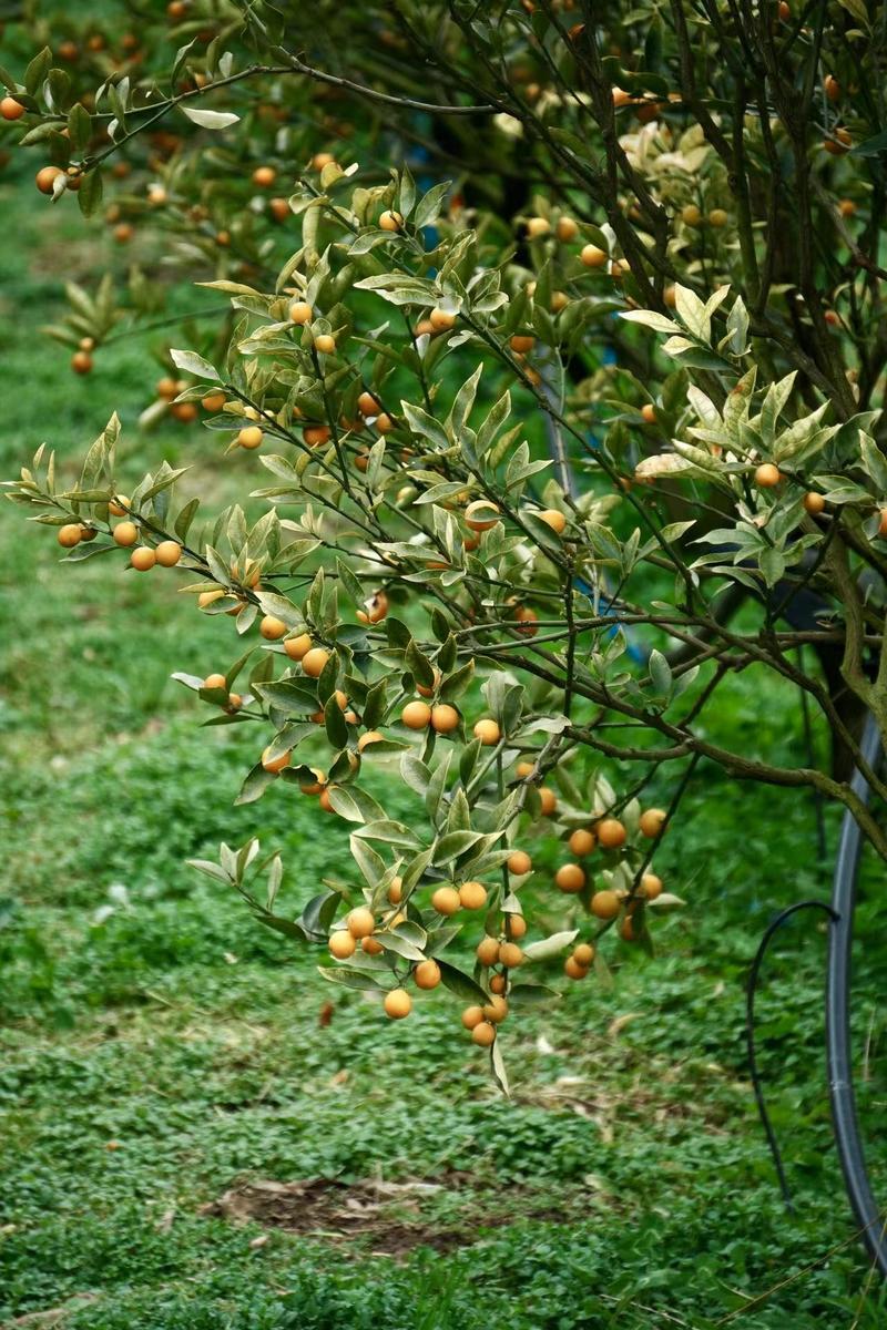 脆蜜金桔果树发芽带土带叶发货嫁接苗10-200cm
