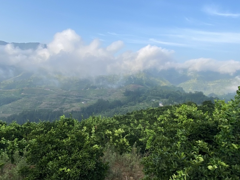 枳壳基地直销，批发价