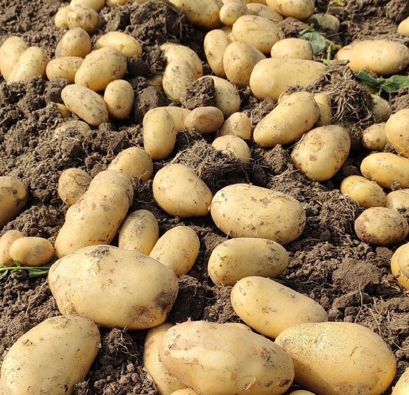 黄心土豆￥基地一手货源大量供应，全国代发…