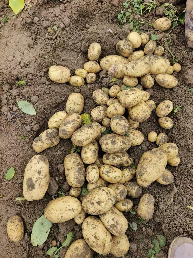 黄心土豆￥基地一手货源大量供应，全国代发…