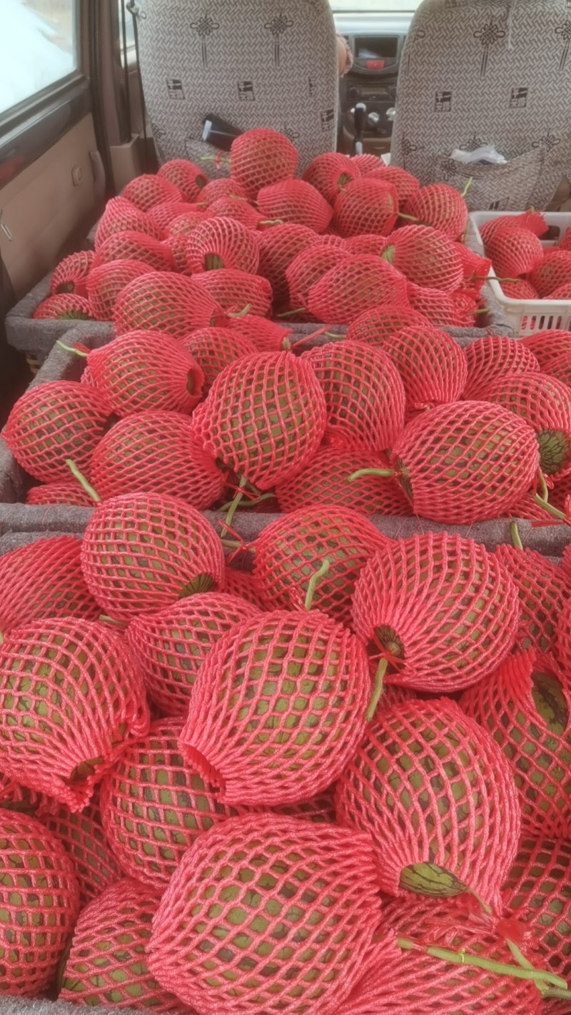 珍珠红礼品西瓜上市，熟度好，糖分高，脆甜可口，馈赠佳品！