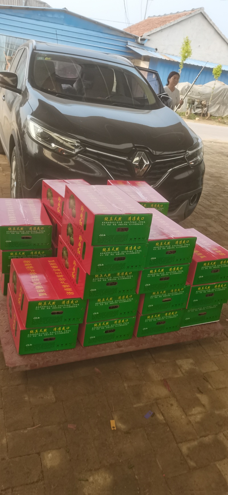 珍珠红礼品西瓜上市，熟度好，糖分高，脆甜可口，馈赠佳品！