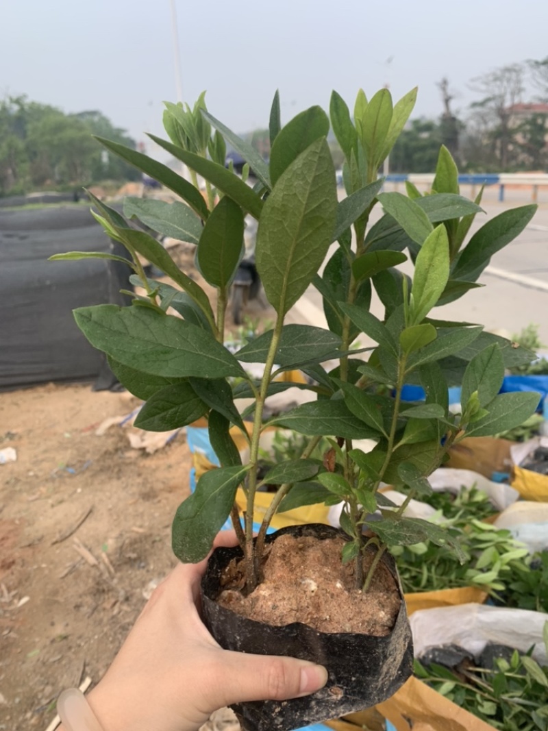 毛杜鹃福建漳州基地直销毛杜鹃