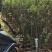 桃花树2～9公分