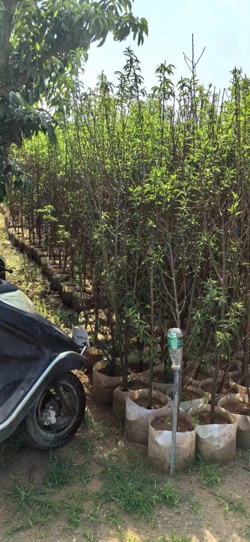 桃花树2～9公分