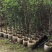桃花树2～9公分