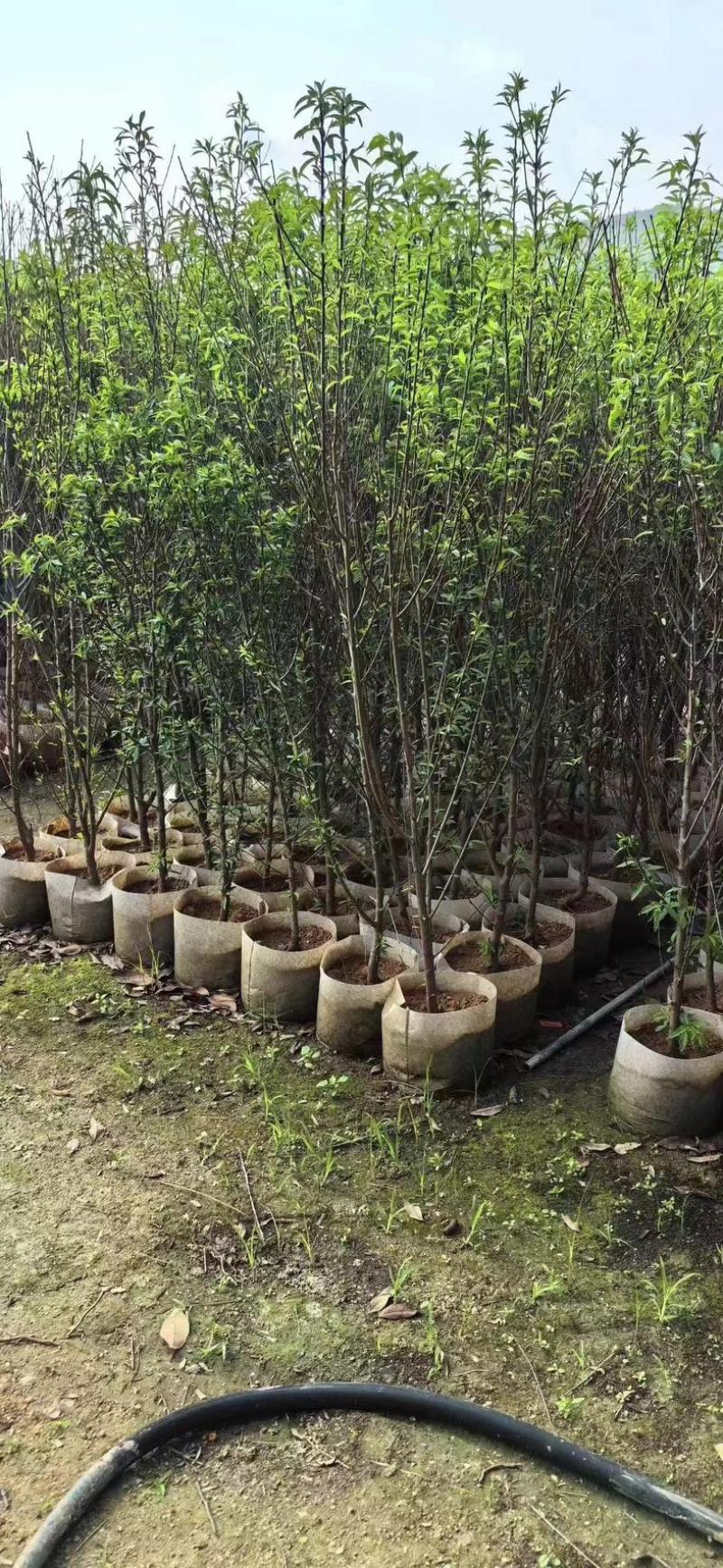桃花树2～9公分