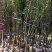 桃花树2～9公分