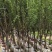 桃花树2～9公分
