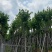 宫粉紫荆10～18公分